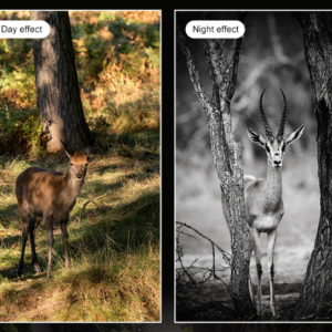 Caméra de chasse Wifi + Carte SD OFFERTE – Image 3