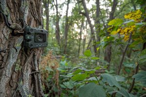 Guide pour débutants : Comment utiliser un piège photographique pour la première fois